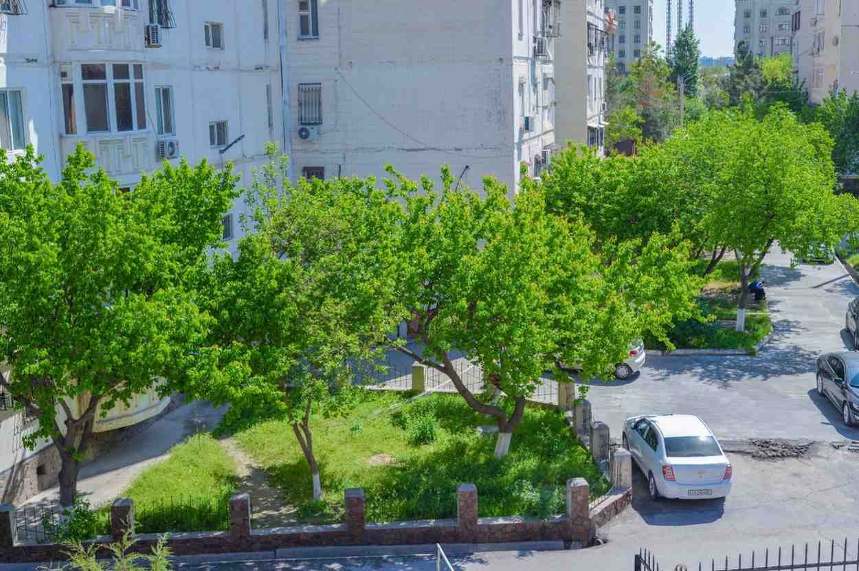 Which Tree Traits Deliver the Strongest Cooling?